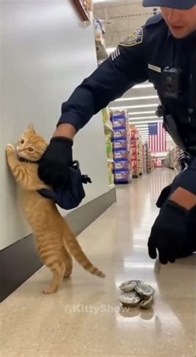 Mission failed… they found the fish 🥲 / 任務失敗…魚が見つかったニャ🥲 #ai #cat