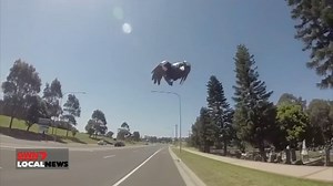 2.7K views · 22 reactions | MAGPIE SWOOPING WARNING Magpie swooping season has begun and experts are warning people to be vigilant. Spring time is breeding season for magpies, and they swoop to try to distract anything which they think could be a threat to their young. Experts suggest wearing protective clothing, and even bribing the birds, to avoid injuries. | 7NEWS Regional WA | Facebook