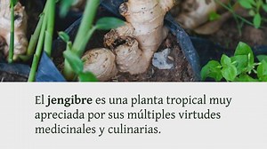 Cultivar jengibre en maceta: una guía completa para tener una planta aromática al alcance de la ma