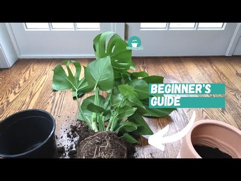 Repotting Monstera deliciosa | How to repot Monstera plant | Monstera