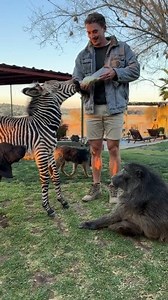 27K views · 1.1K reactions | Melro the Zebra with his new animal family! 朗 #animals #wildlife #zebra #puppy #baboon | Willd Animmall | Facebook