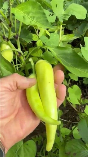 First Sweet Banana Pepper Harvest of the 2026 Season