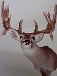 11K views · 88 reactions | A True-Life Hunting Adventure In Prince of Poachers , you will read how Charlie Beaty hunted many ranches, including the world-famous King and Kenedy Ranches and illegally poached an incredible 116 trophy whitetail deer over a 22-year span. It includes his funniest moments, exclusive photos, many seat-of-your-pants hot pursuits and much more. https://bit.ly/2NIS5pp https://bit.ly/2NIS5pp | Prince Of Poachers | Facebook