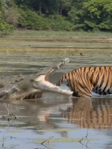 🐊 Mugger Crocodile Ambushes a Tigress in Water | Rare Wildlife Encounter