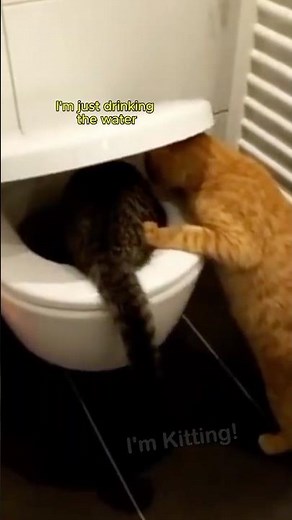 Funny Cats Video Voice Over #pets #cat #funnycats #funnycatsvideos #funnyanimals #animalvoiceover