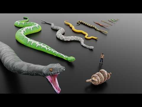 Biggest Snakes Ever vs Humans (Real Size Comparison)