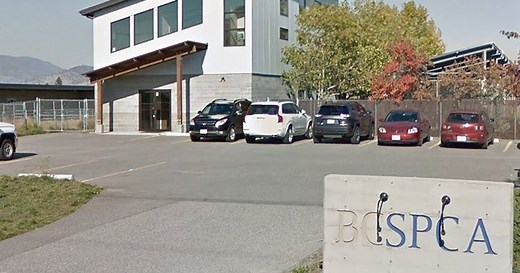 Kelowna SPCA receives nearly $1 million donation