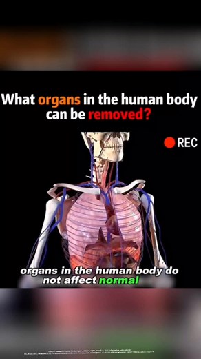 Wow! What organs in our human body can be removed? This is interesting. Appendixes can be donated. Amazing! #science #biology #human #humanbody #realtalk #facebookpost #FacebookPage #facebookvideo #educational #information #socialmedialife #followers #following #followformore #followus #trendingvideo #trending | Bench Vlog brm