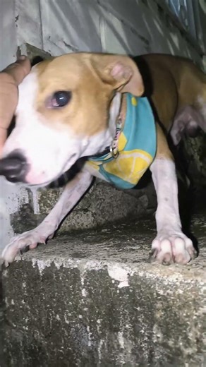 mi rey , eso es lo que más amo de el 👑🤩#fypシ #perros #viral #cachorrosdivertidos #reel