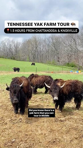 Hope • Chattanooga Hiking Tour Guide on Instagram: "Have you been to this yak farm yet? 🦬✨ 📍Deep Draw Yak Ranch (@deepdrawyaks) is located in Crossville, TN - about 1.5 hours from Chattanooga or Knoxville & 2 hours from Nashville! It is middle Tennessee’s premier yak farm and you’ll get up close + personal with their herd with treats, lots of pets, and photos. 🥰📸 They specialize in breeding yak and offer the guided tours from March to December where visitors can learn everything about yaks f