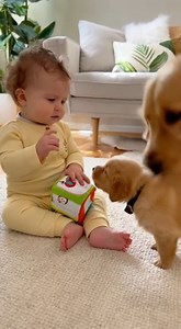 544K views · 14K reactions | Be good puppy #reelsviralシfb #viralreelsシ #reelsfypシ #AlgorithmBoost #virals #trendingnow #trendingvideo #reelsvideoシ #videoviralシviralシ2025 #cute #funny #puppy #doglover #viralchallenge | Woofwoof | Facebook