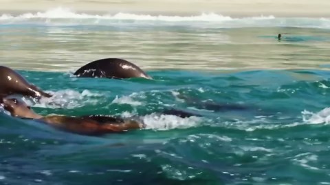 The Pacific Ocean’s Beauty and Mystery: A Journey Through Earth’s Largest Ocean