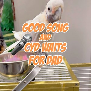 13K views · 1.7K reactions | Mama sings new cleaning songs. Coco likes them, Cyd maybe not. Then Miss Cyd waits for Brad to come home, watch her feather ruffles when he comes in with fanfare like always! | Lucky Lou and Coco Too | Facebook