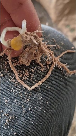 🌱 🪨 Growing In My Azomite Minerals