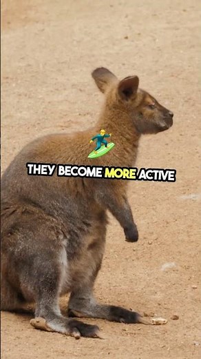 Red Kangaroos: Masters of Desert Survival