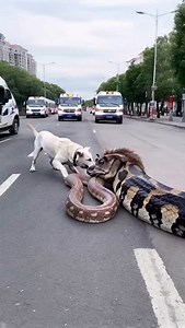 Dog meets giant python on the street #animals #python | MGTC Farming