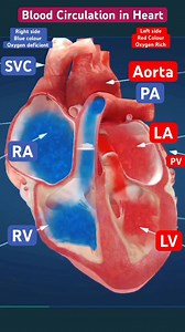 Medical Talks - Blood Circulation of the Heart made easy