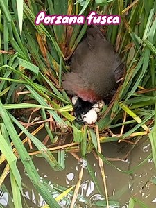 The mother red-eyed rat bird is incubating her chicks and eggs #birds #nature #animals #wildlife #birdworld #birdpark #birdwatching #nationalgeopark #birdlovers | sahabat Alam22