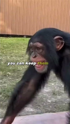 Joe Rogan freaks out thinking of chimp's intelligence!