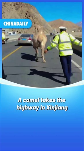 What would happen if a #camel decided to stroll onto a busy expressway in #Xinjiang? Well, one camel, which was struggling with an eye infection, found out on Sept 21, when drivers near Karakul Lake discovered the lost camel wandering onto National Highway 314. Local traffic police quickly launched a rescue operation — literally becoming "camel wranglers". With patience and quick moves, the officers guided the camel to safety and reunited it with its owner. #animals #fun #FunChina | China Daily