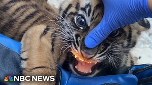 Zoo Miami debuts new Sumatran tiger cub - The Global Herald
