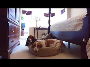 CRIBS: basset hound edition!