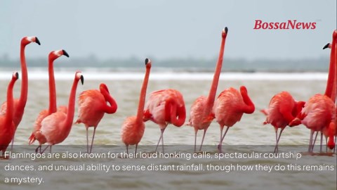 Flamingos: beauty, facts and the secrets behind their pink feathers