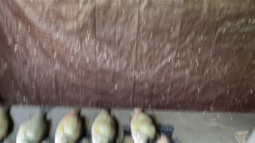 Atrévete a Pescar: El Viejo Pescador en YouTube