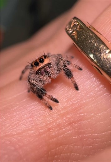 Adorable Jumping Spider Babies: Meet Instar 7!
