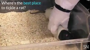 To quote ticklish rats: Squeeee! | Science News Magazine