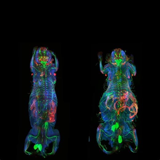 Beautiful work published by my new Lab at @Nature today! Most diseases don’t just affect one part of the body, they impact many organs and systems at the same time. With advanced imaging techniques, we can now create detailed 3D images of an entire mouse body at single-cell resolution. To analyze the huge amounts of data produced, @Dorie00 and colleagues developedMouseMapper, an AI-powered tool that uses deep learning to automatically identify and map nerves, immune cells, organs, and tissues th