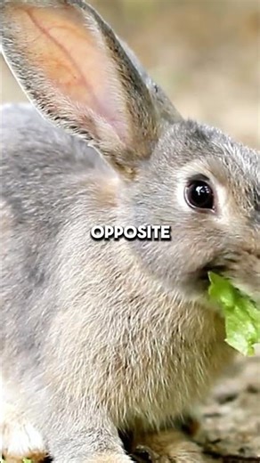 The Rabbit Happiness Dance Pure Joy in Motion #shorts