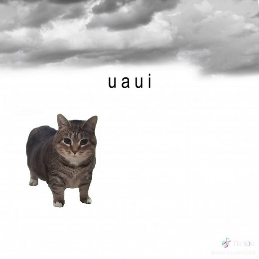 Explore Fun Cat Memes and Videos Featuring Uia Cats