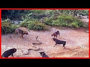 Wild animals fight to death | CRAZIEST Animal Fights Caught | Dog vs Cobra Snake #2