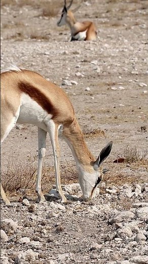 Springbok at Etosha National Park, Namibia.