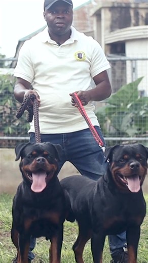 AFRICO DOG BLOG on TikTok