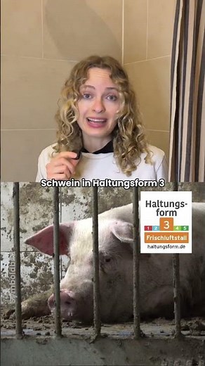So wenig Platz hat ein Schwein 🐷💔