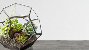 88K views · 1.3K reactions | Planting the perfect terrarium is as...