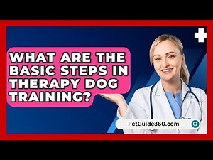 What Are The Basic Steps In Therapy Dog Training? - PetGuide360.com