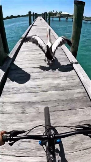 Scary Pelican 😦 Encounter while Cycling! 😱 GoPro POV #short #animal #ai