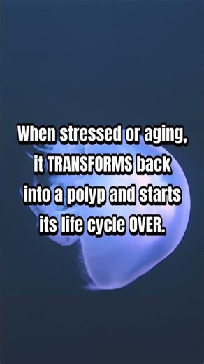 This Jellyfish Can Never Die of Old Age #shorts #animals #science