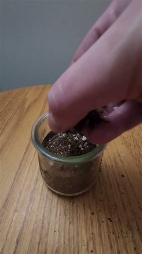 Planting a black walnut seed