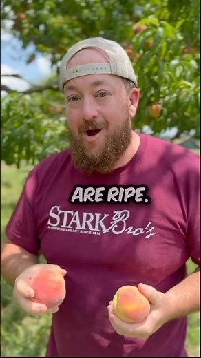 🍑 When to pick peaches! #garden #peaches when are peaches ripe? #shorts