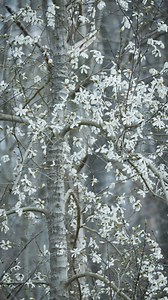 13 reactions | The Allegheny County Parks provide ample opportunities to experience the beauty of nature. Get out there and explore! Discover a park near you: https://www.alleghenycounty.us/parks/index.aspx ⁠ #alleghenycounty #alleghenycountyparks #parks #nature #hike #adventure #outdoors | Allegheny County Parks | Facebook