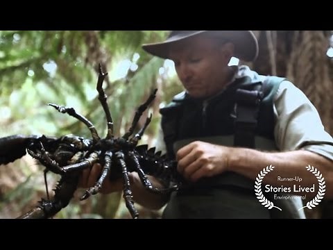 Australian Lobsters Fighting For Survival in Tasmanian Rivers #StoriesLived