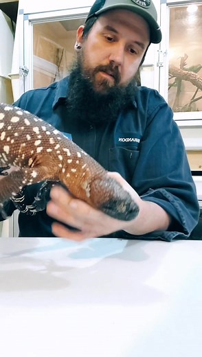 #venomous #animals #lizard #truth #science