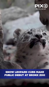 6.4K views · 269 reactions | Two snow leopard cubs are joining the Bronx Zoo’s Himalayan Highlands exhibit. Snow leopards are known to be one of the world’s most elusive big cats and are rarely seen in the wild. Read more about the cubs: https://pix11.com/news/local-news/snow-leopard-cubs-make-public-debut-at-bronx-zoo/ | PIX11 | Facebook