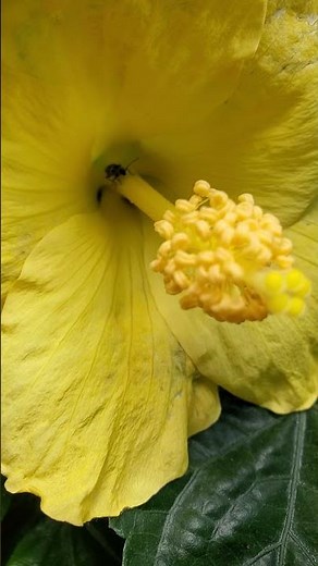 Backyard bug hunt - spotted cucumber beetle