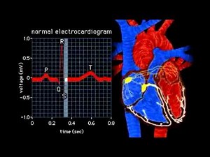 ECG Animation - Electrical Changes in Heart