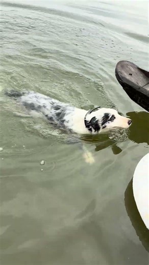 My Dog’s First Swim… Straight Back to Shore 😂